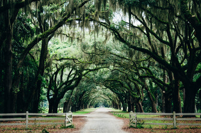 Field Guide - American South